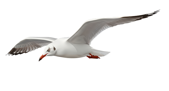 mouette 2