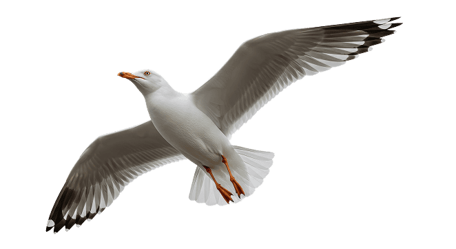 mouette 3