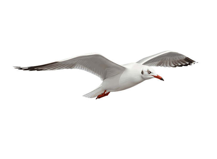 mouette 4