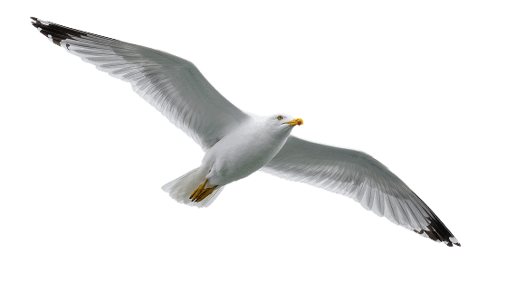 mouette